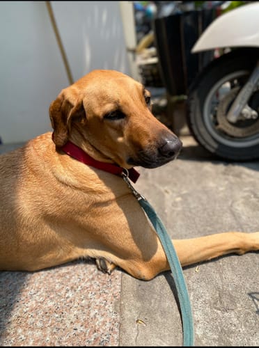 Customer photo review of tails&me 尾巴與我 經典尼龍帶牽繩 Nomo單色系列 寵物牽繩