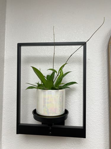 Customer photo review of Hoya Pubicalyx Splash