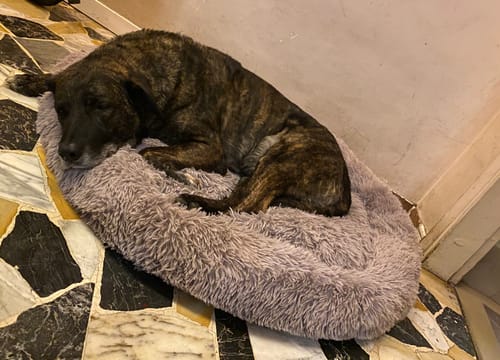 Customer photo review of Cuccia Sfoderabile Antistress