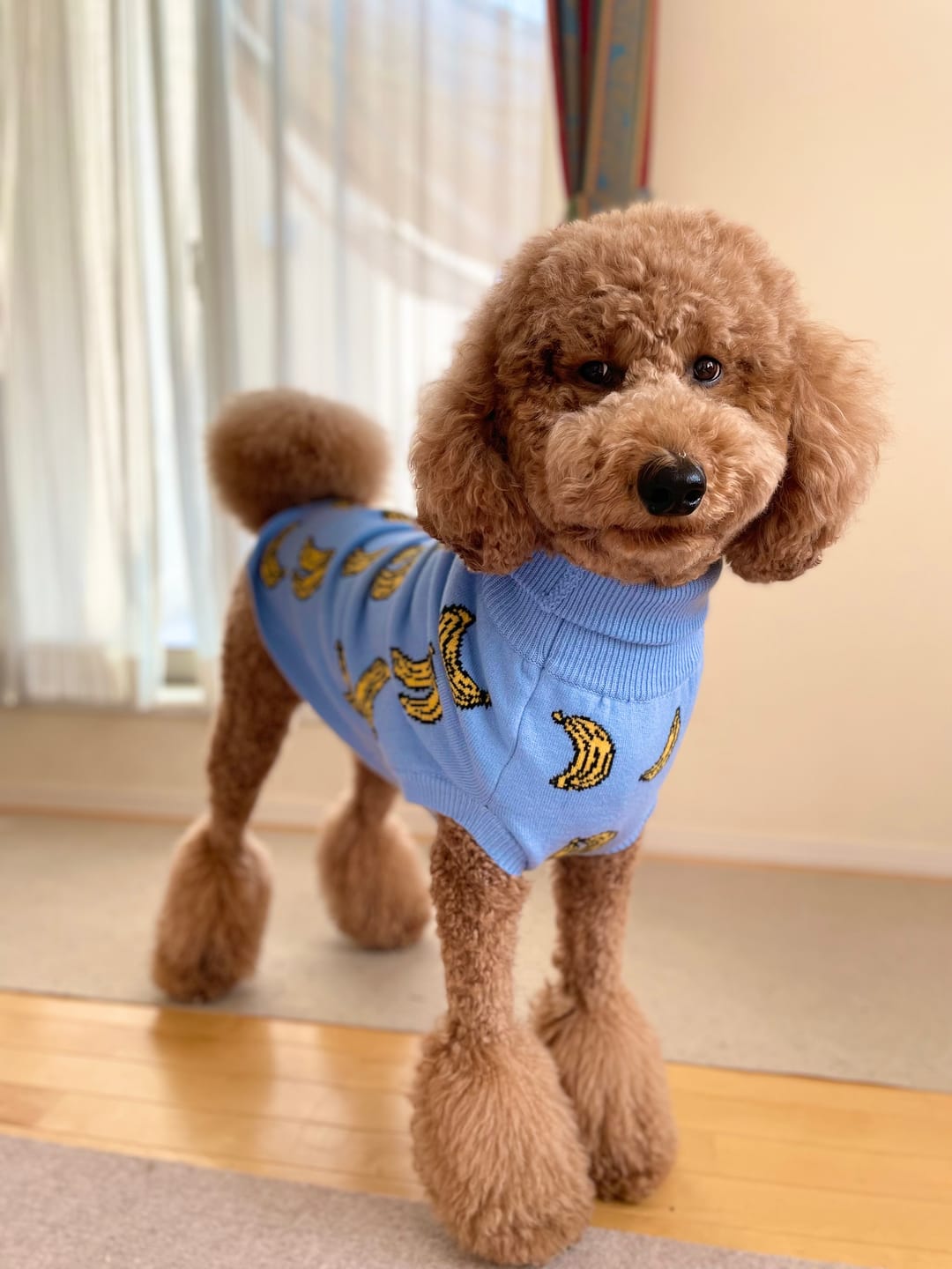 Customer photo review of Banana Knit Dog Sweater