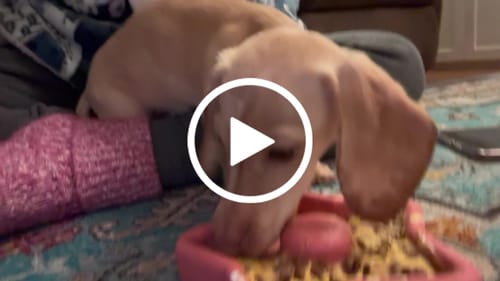 Customer video review of FreezStar - Long-Lasting Star Chew