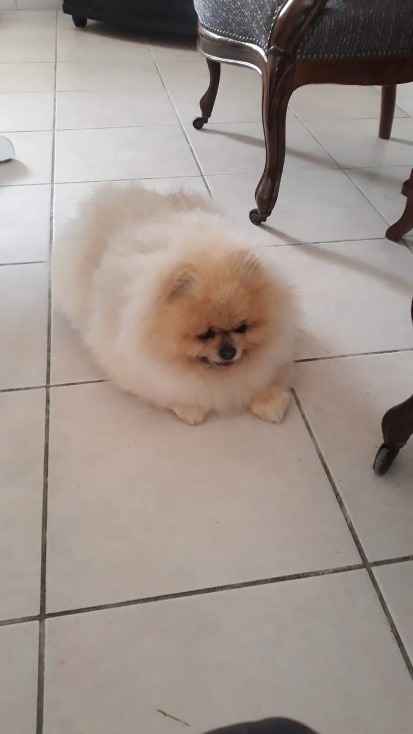 Customer photo review of Pâtées riches en volaille& aux petits pois (chien adulte)
