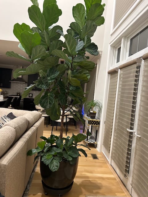 Customer photo review of Fiddle Leaf Fig Guide