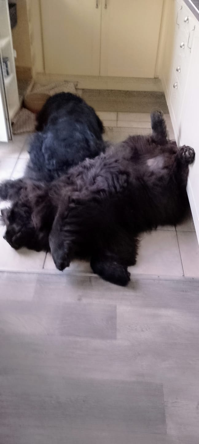 Customer photo review of Green Lipped Mussel Powder For Dogs