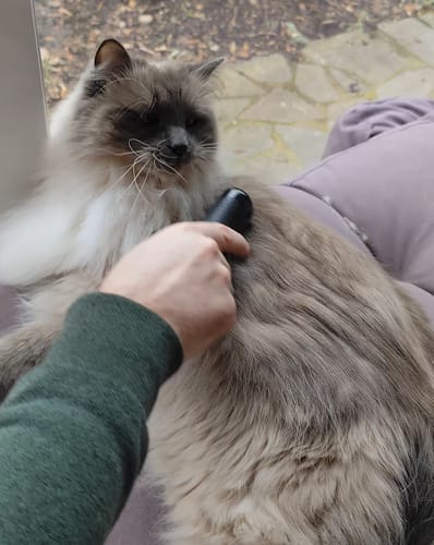 Customer photo review of Fellwunder-Bürste - Der Bestseller