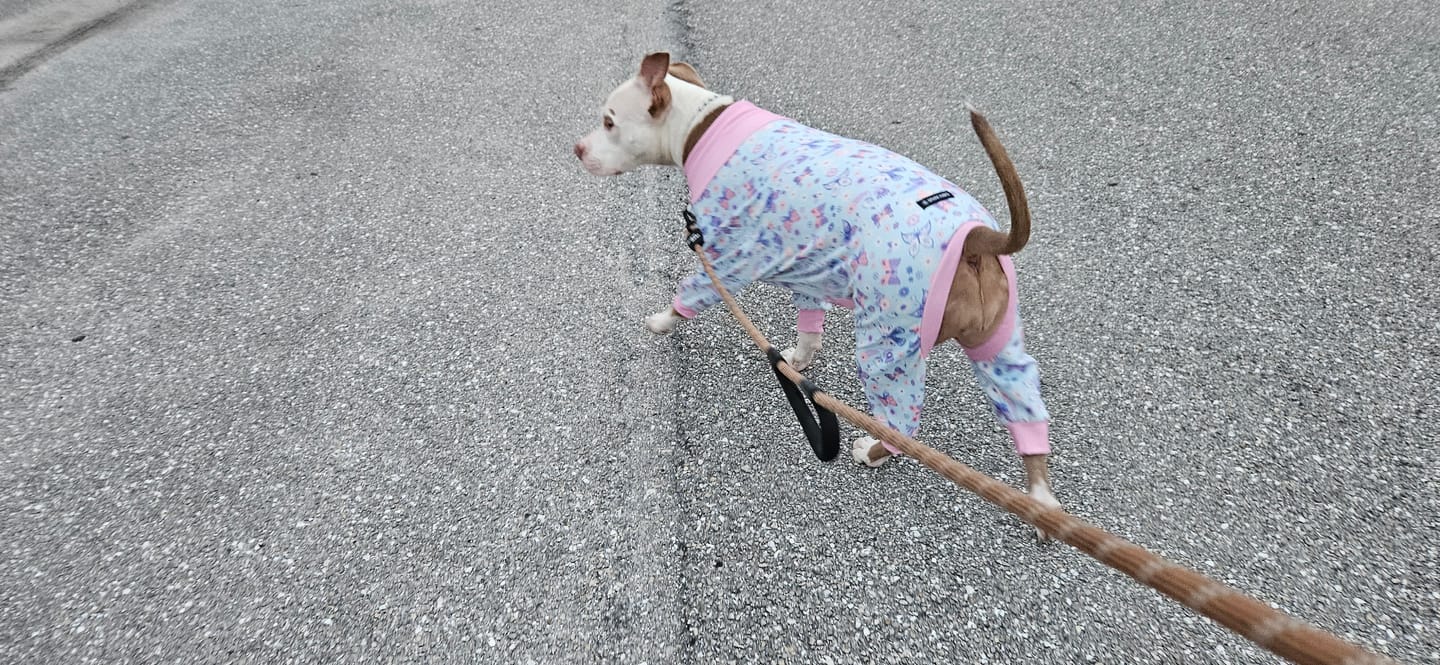 Customer photo review of Dog Pajama - Butterfly