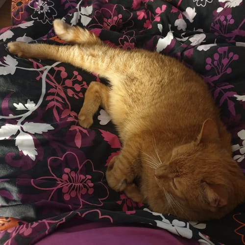 undefined review of Naturreines Katzenstreu image 1 out of 1