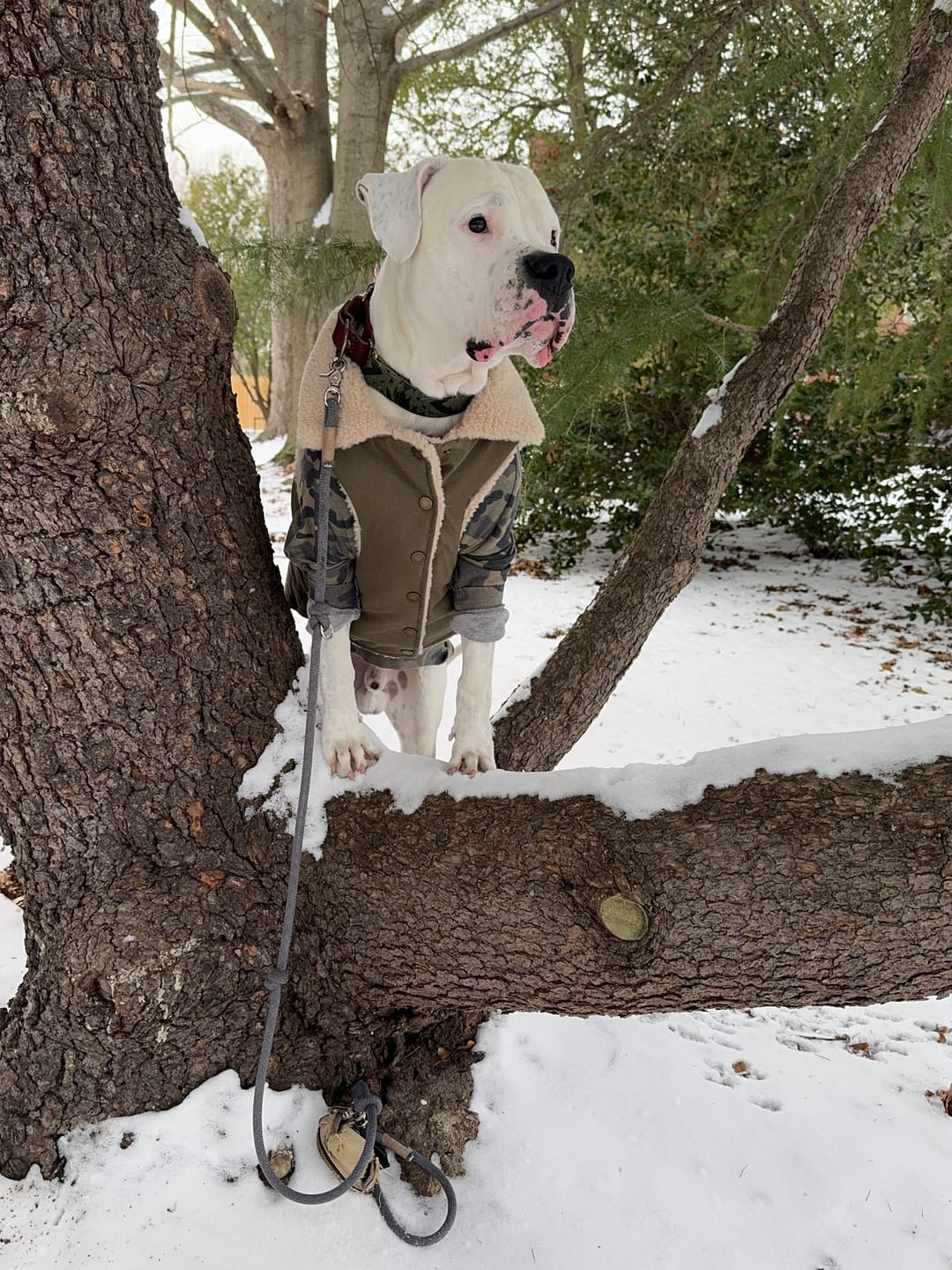 Customer photo review of Workdog Insulated Utility Jacket Jackets
