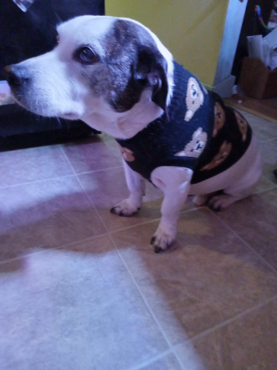 Customer photo review of Broken Teddy Bear Knit Dog Sweater - Black