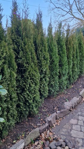 Customer photo review of Thuja occidentalis 'Smaragd' - Rootball hedging