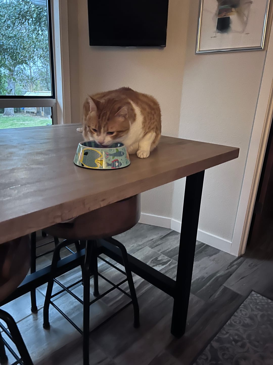 Customer photo review of Royal Canin Veterinary Diet - Urinary SO + Hydrolyzed Protein Dry Cat Food