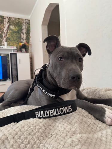 Lucia review of 5cm Pin Buckle Collar | With Handle - Black image 1 out of 1