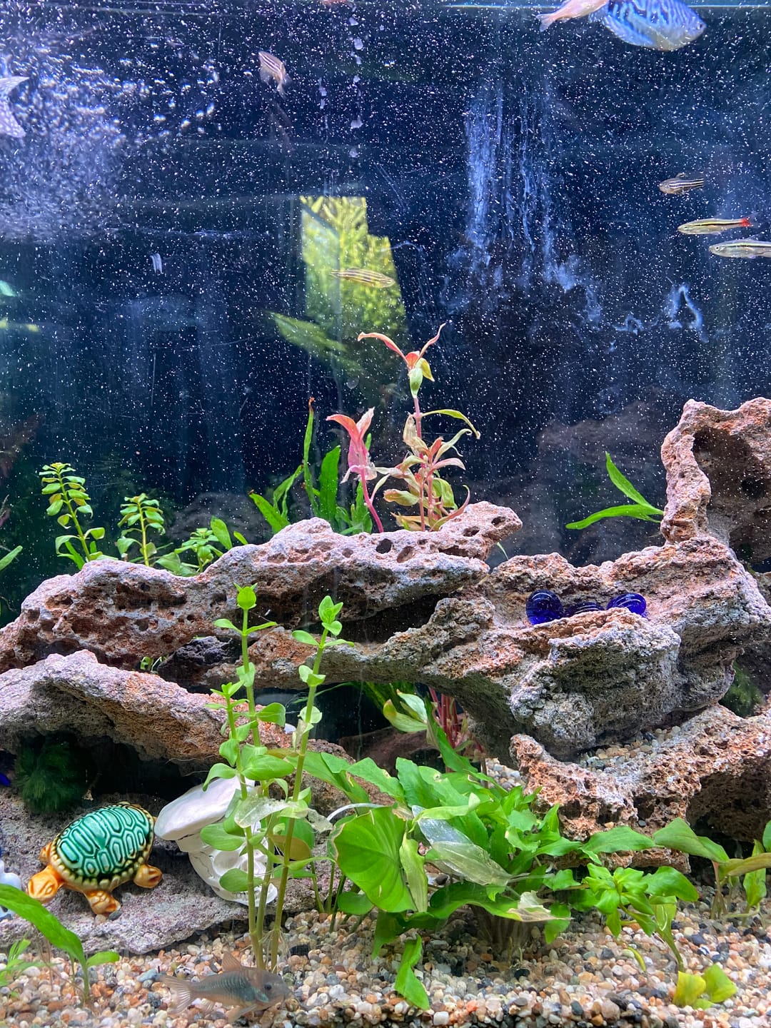 Customer photo review of Cryptocoryne Wendtii 'Green'