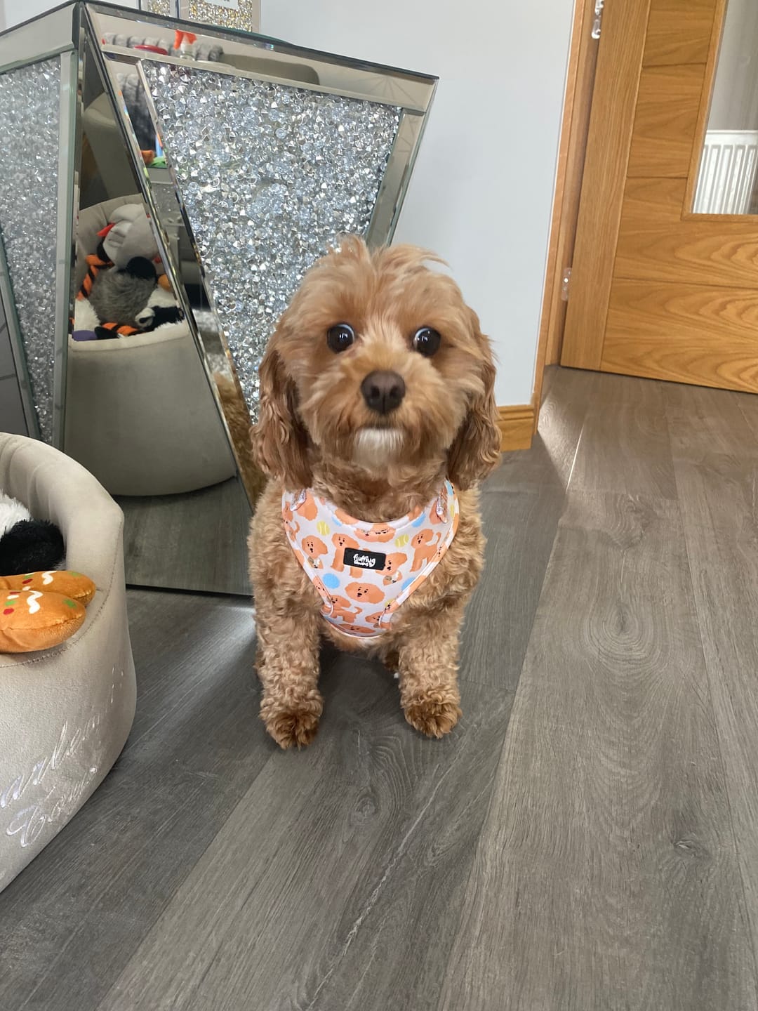 Customer photo review of Adjustable Dog Harness - Curly Club Collection