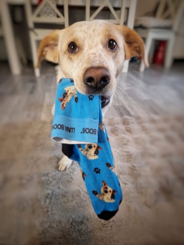 Franziska K. review of Personalisierte Socken mit deinem Haustier image 1 out of 2