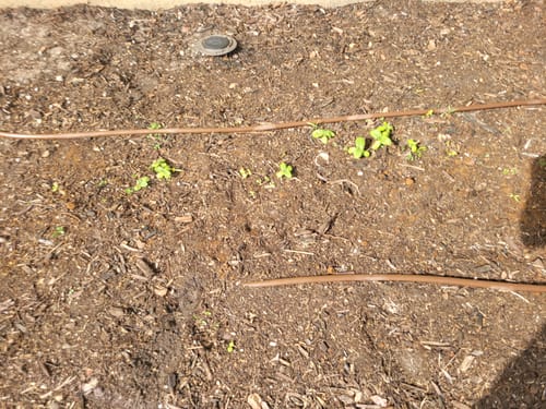 Customer photo review of Hummingbird Haven Flower Mix Seeds