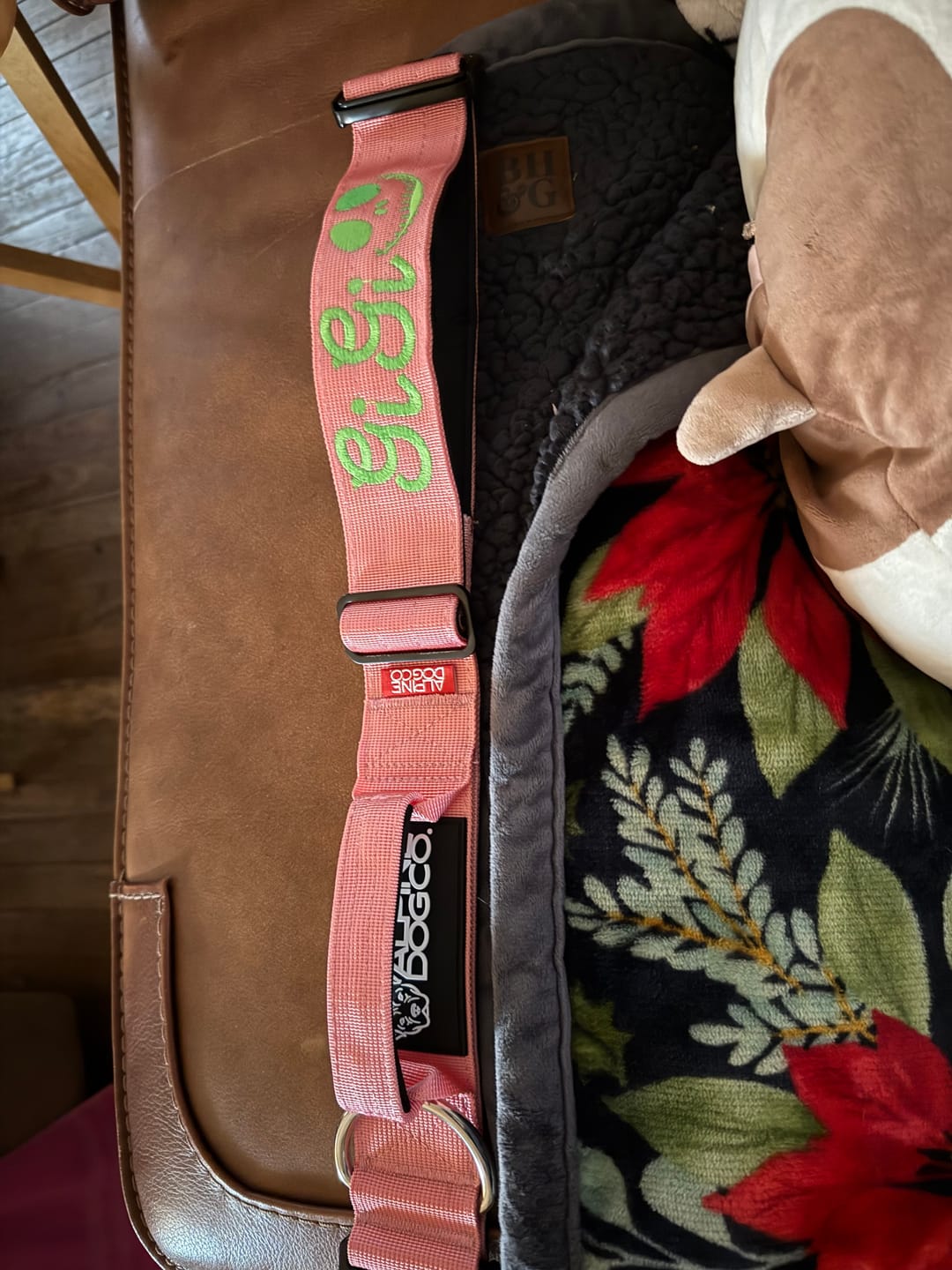 Customer photo review of 2" Tactik Dog Collar - Rose