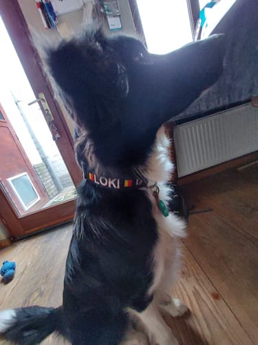 Customer photo review of Dog Collar with Name - M | 4Kyon