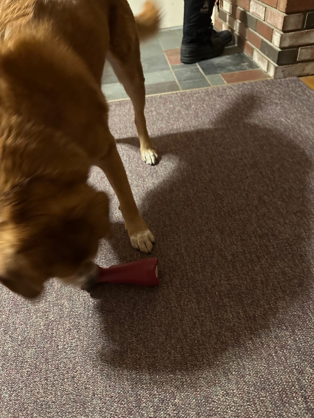 Customer photo review of Bully Stick Safety Holder