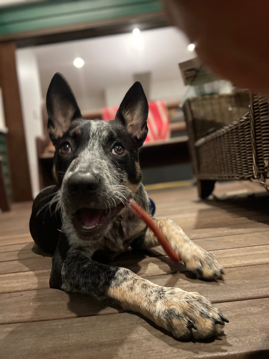 Customer photo review of Bully Sticks | Beef Pizzle