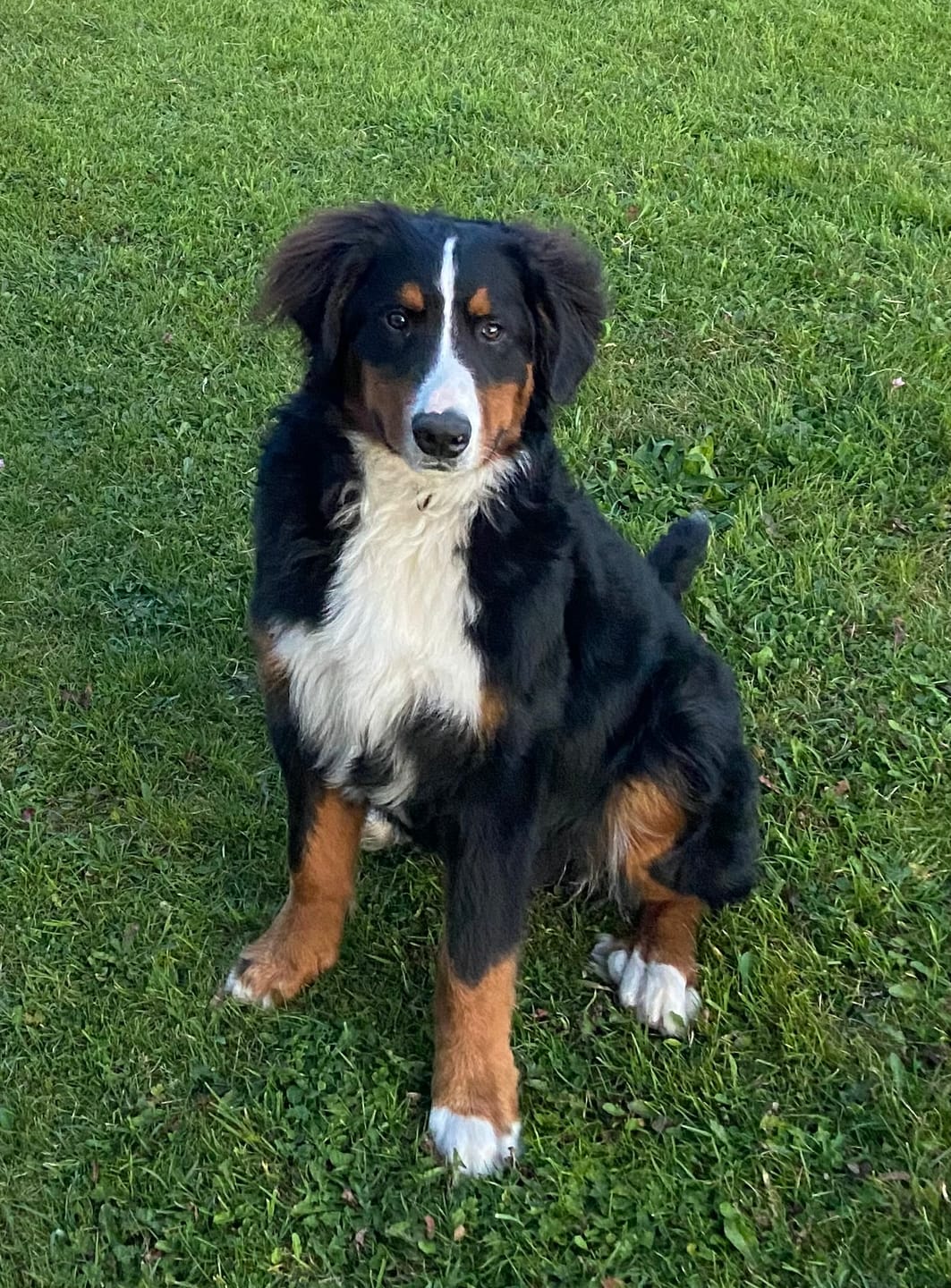 Customer photo review of GPS Dog Fence F8 | for Small, Medium and Large dogs