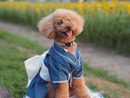 Customer photo review of 本物そっくり♪オーダーメイドクッション