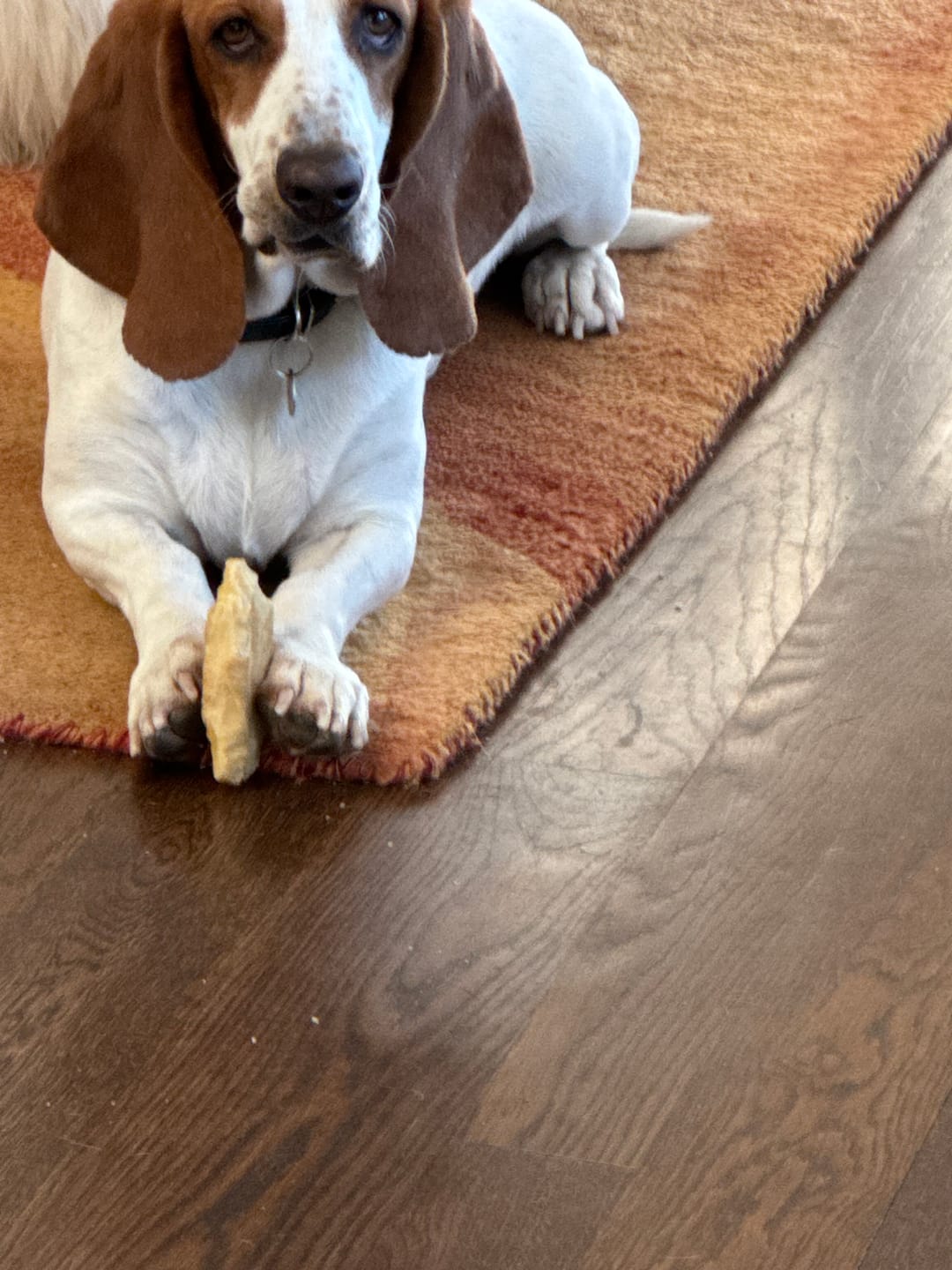 Customer photo review of Blueberry Himalayan Yak Chew (MEDIUM)