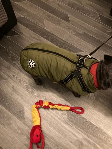 Customer photo review of Wintro - Quilted Waterproof Dog Coat with Harness Built In