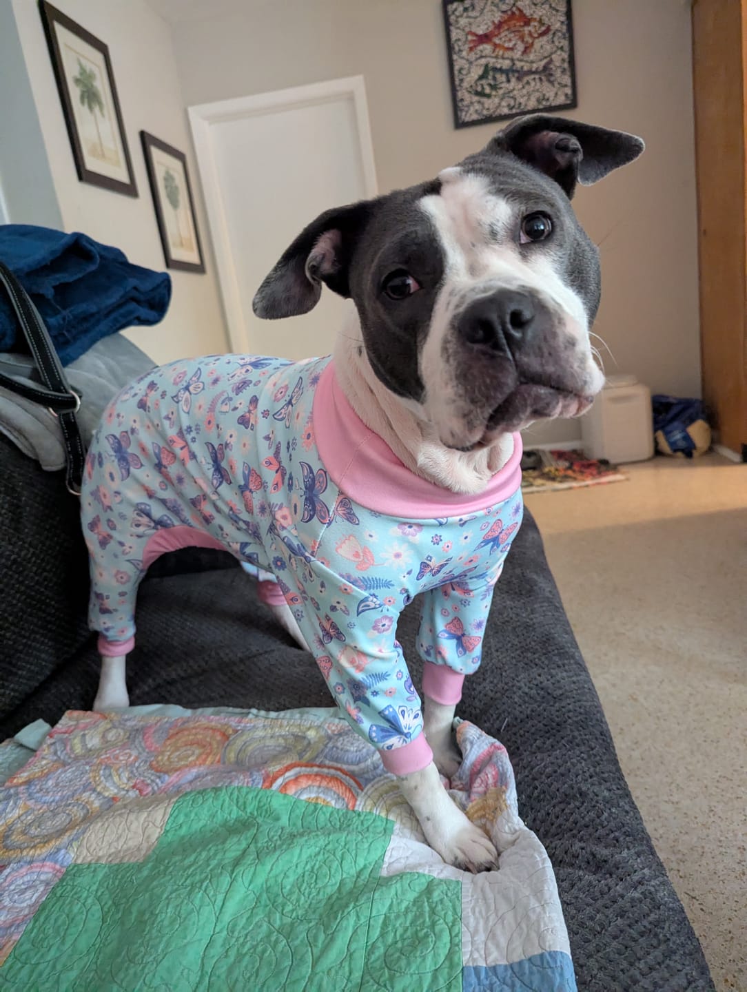 Customer photo review of Dog Pajama - Butterfly