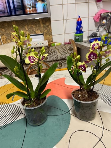 Customer photo review of Table Dance Donauwelle mit gelb-lila gefleckten wachsartigen Blüten und 2 Rispen