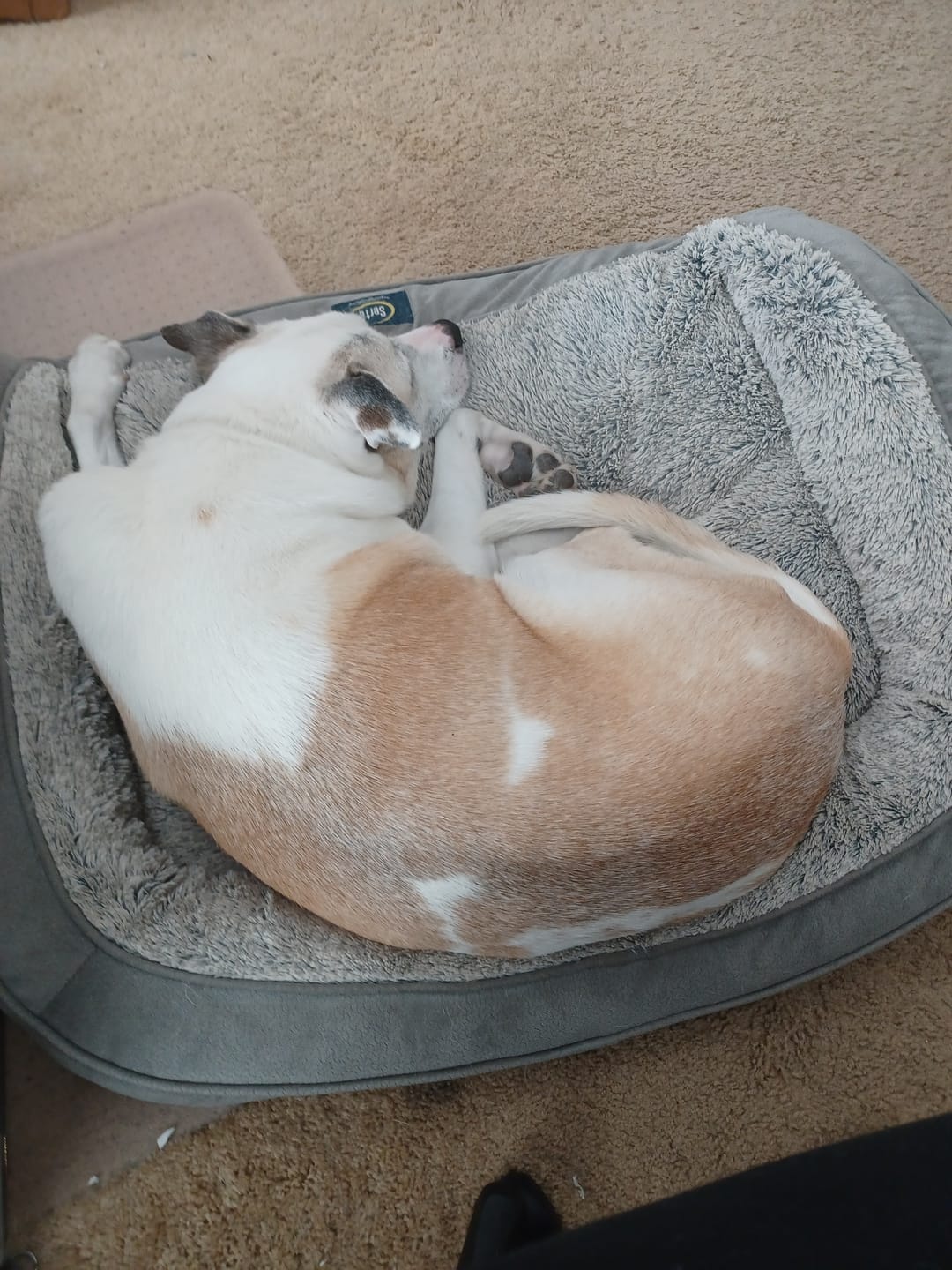 Customer photo review of Daily Support CBD Oil for Pets Over 20lbs