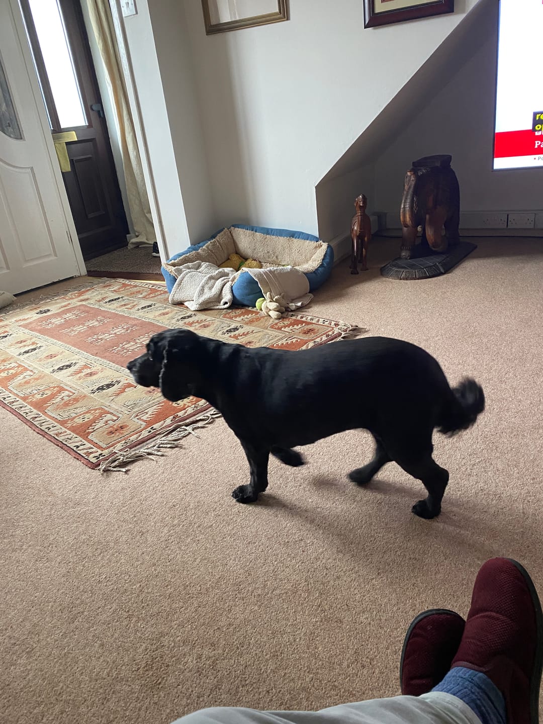 Customer photo review of Scottish Salmon Dry Food