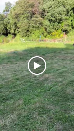 Customer video review of Corta Cesped 5.5HP Autopropulsada a Motor y bolsa colectora de 70 litros Modelo CSvB170aCD van Beek