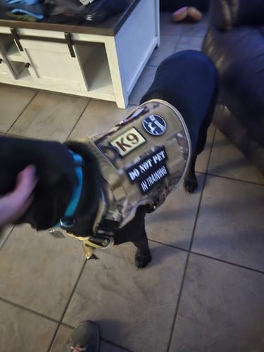 Customer photo review of Hook & Loop Patch Variety Bundle For Harness (Pack of 12)