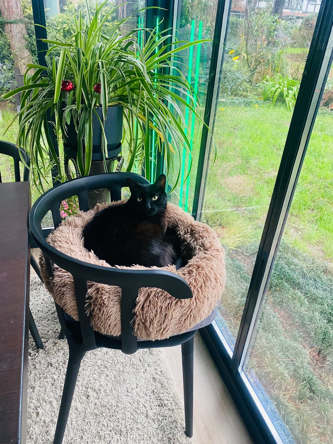 Customer photo review of Mellowpurr Huzurlu Paws Yatağı | Süper Yumuşak