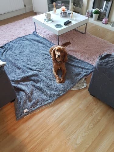 Customer photo review of Papaya & Coconut No Rinse Paw Cleaner for Dogs & Cats