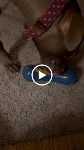 Customer video review of Freezstick - Indestructible Enrichment Chew