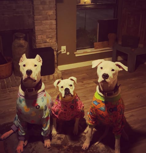 Customer photo review of Itch & Allergy