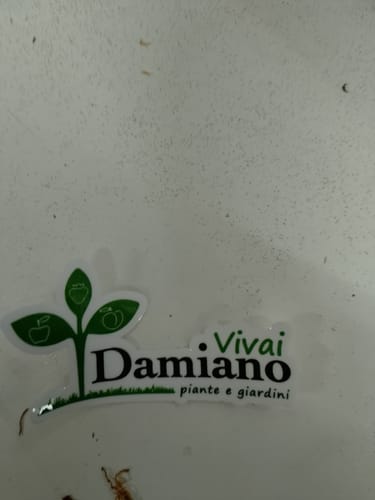 Customer photo review of PROMO - Sticker Vinile Classici