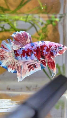 Customer photo review of Multicolor Plakat Male Betta Fish |Show Grade|  You Pick Fish