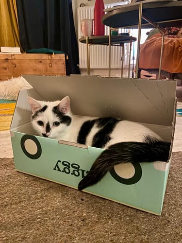 Avis photo d'un client sur Croquettes Chat Stérilisé Sans Céréales - Poulet