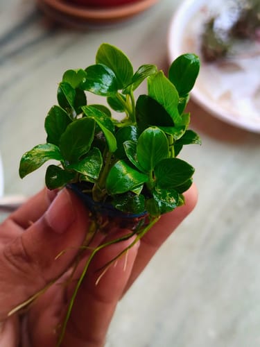 Customer photo review of Anubias Nana Petite