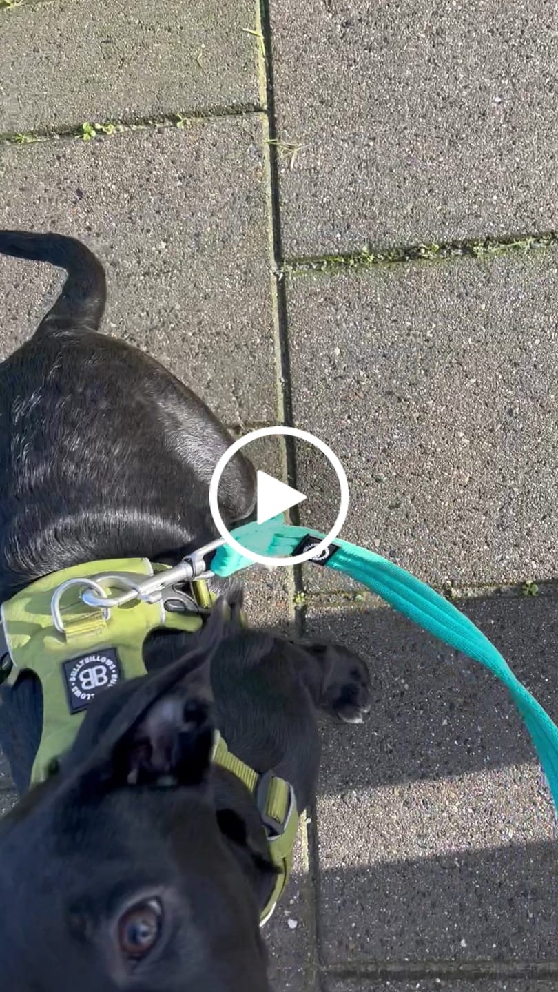 Customer video review of Air Harness | Anti-Pull & With Handle - Olive Green