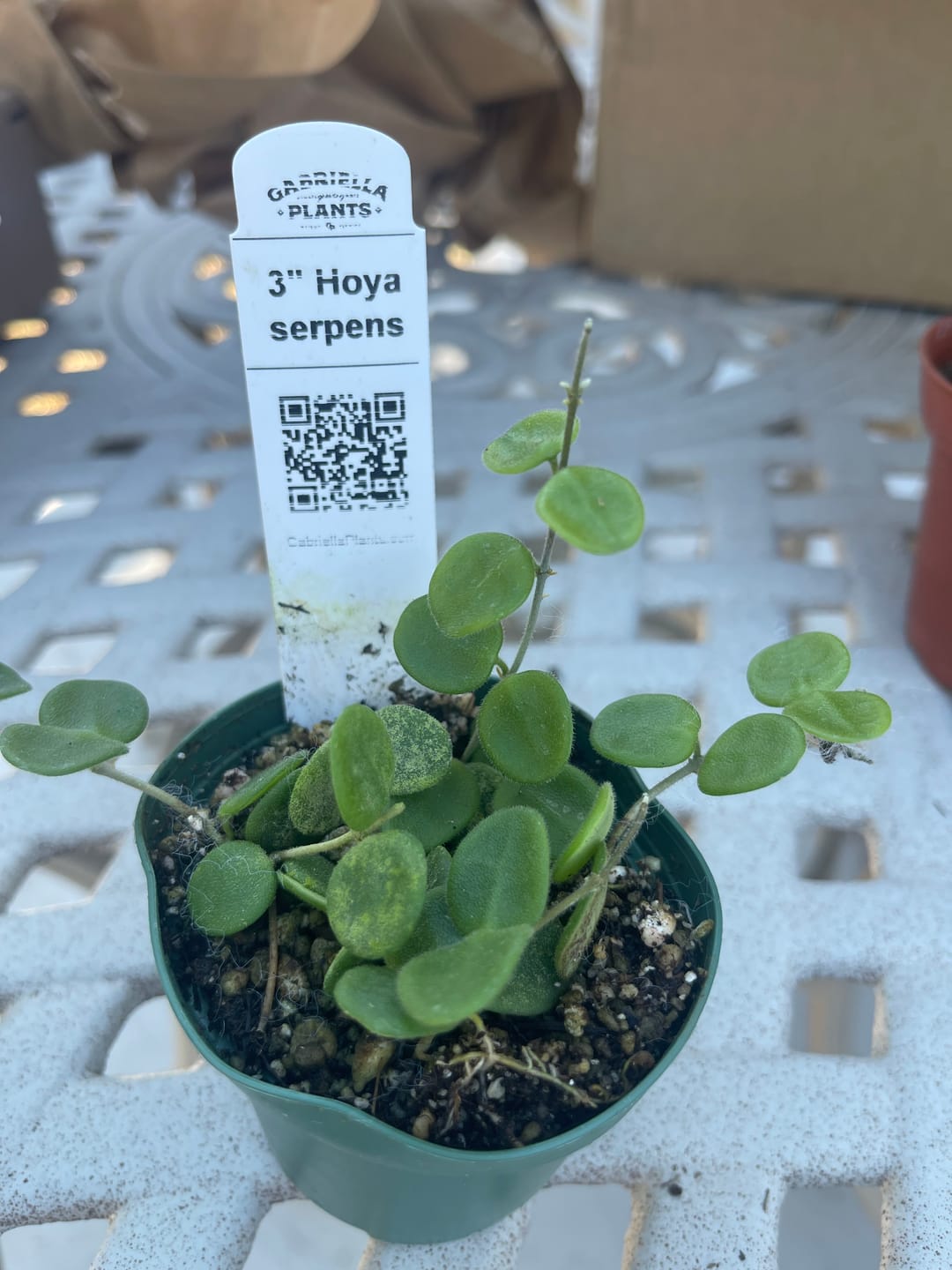 Customer photo review of Hoya serpens