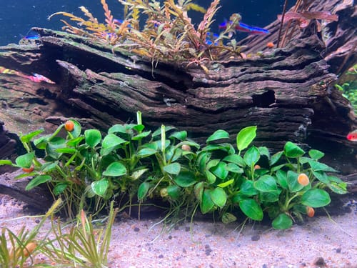 Customer photo review of Anubias Barteri Petite Round