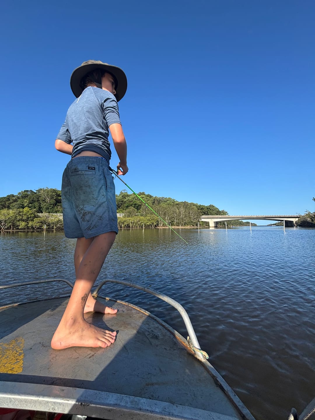 Customer photo review of VALUE BUNDLE (GUPPIE SHAD)