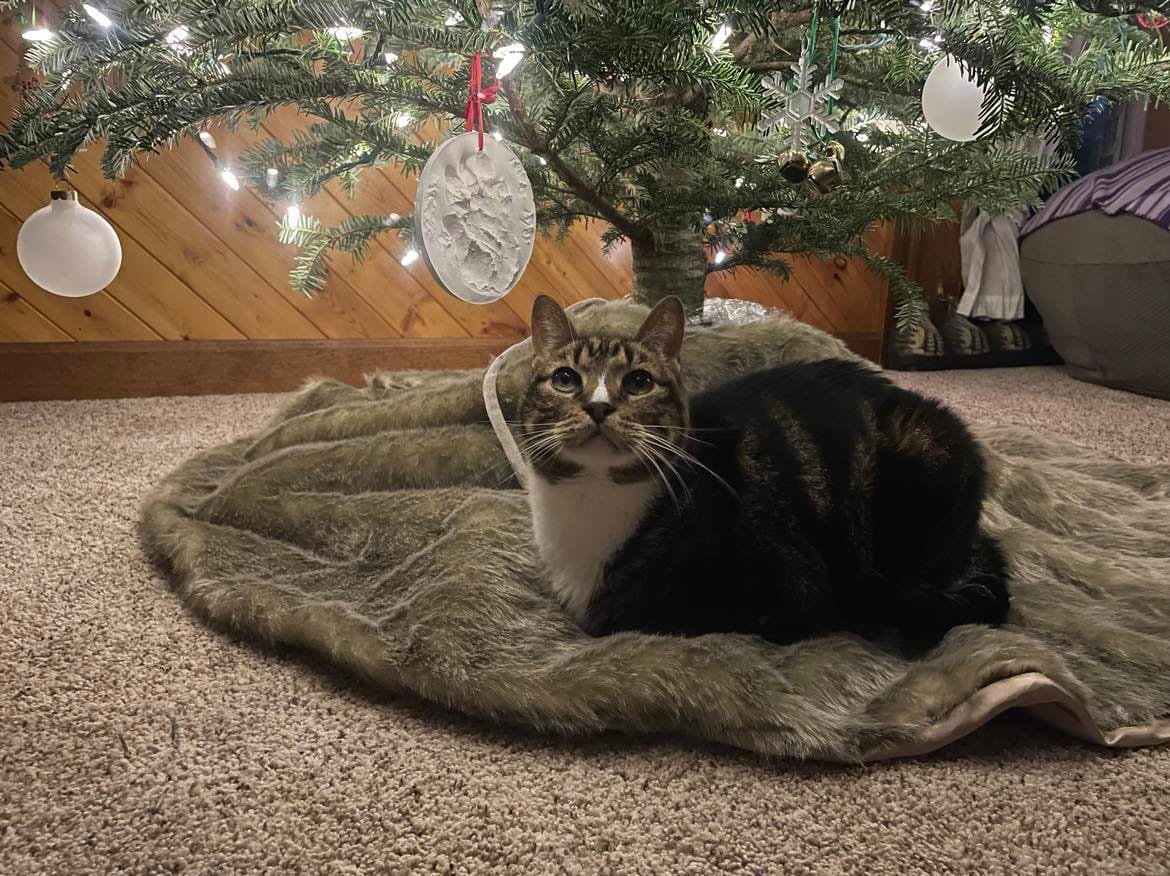 Customer photo review of Cat Allergy Relief & Immune Support Remedy