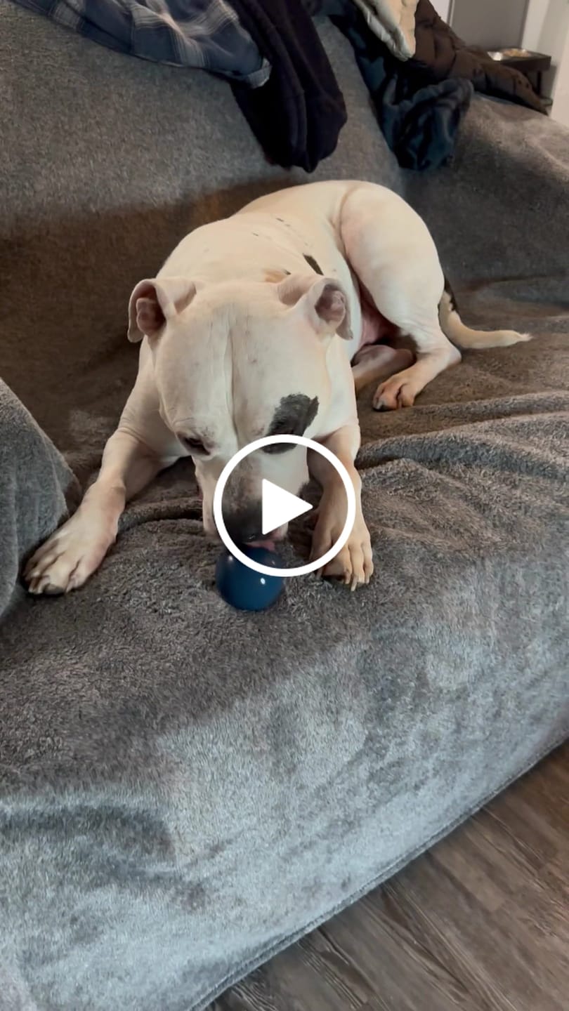 Customer video review of Bone Refills Dog Meat 90 Grams (4 Pack)®