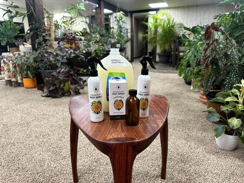 Customer photo review of Houseplant Pest Spray Concentrate