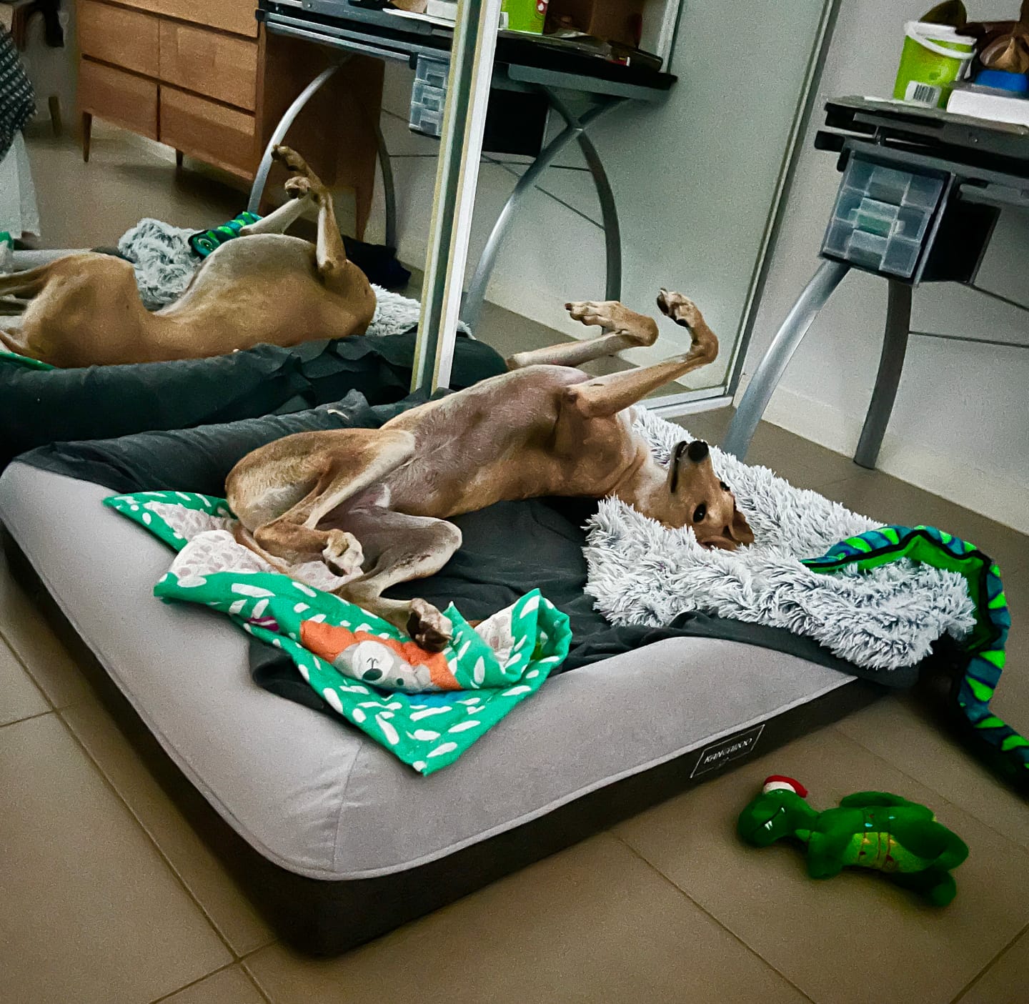 Customer photo review of Primal Venison - Raw Free ranged for dogs and cats